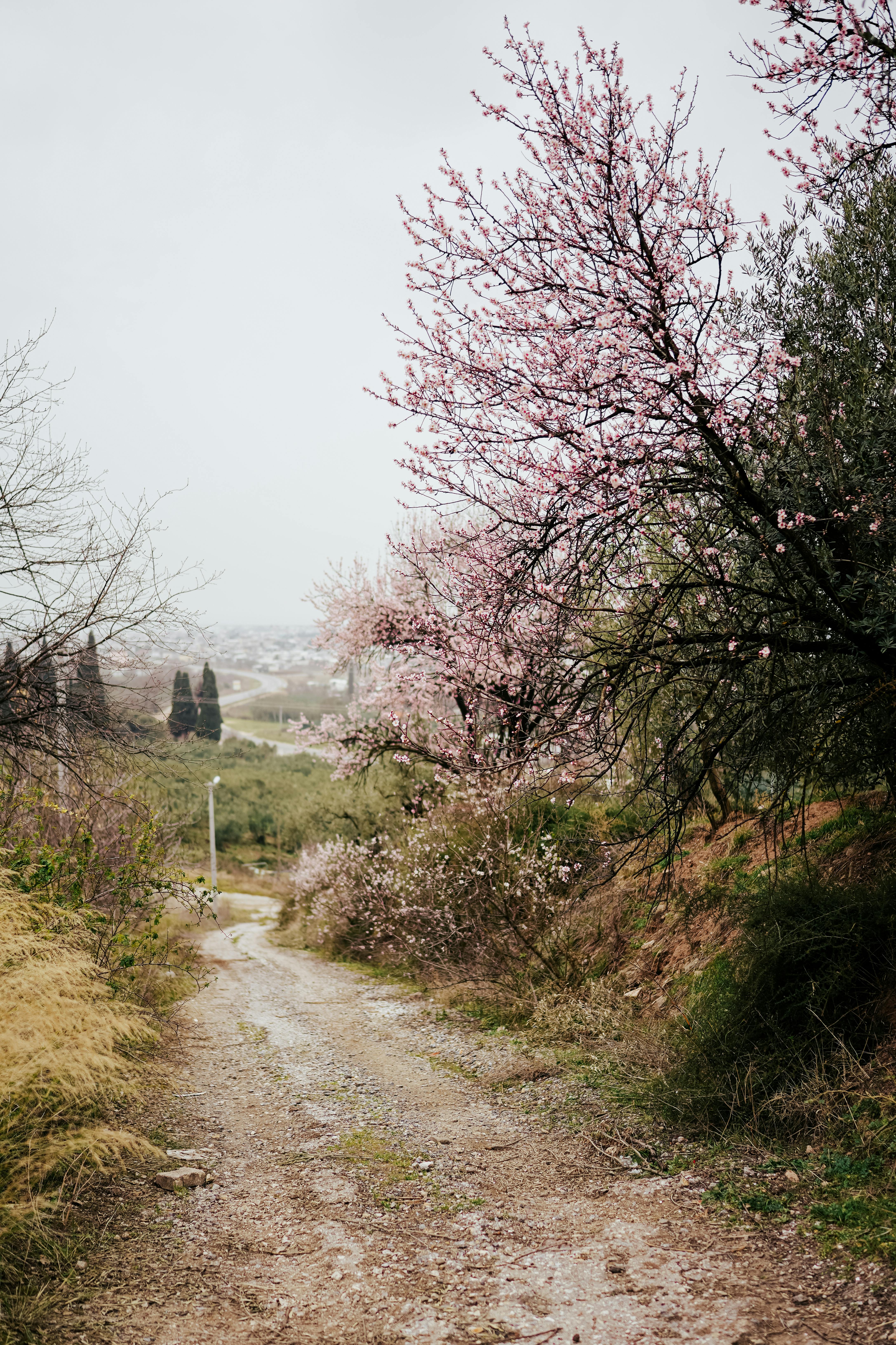 Serene dirt road lined with cherry blossoms in a rural spring landscape.