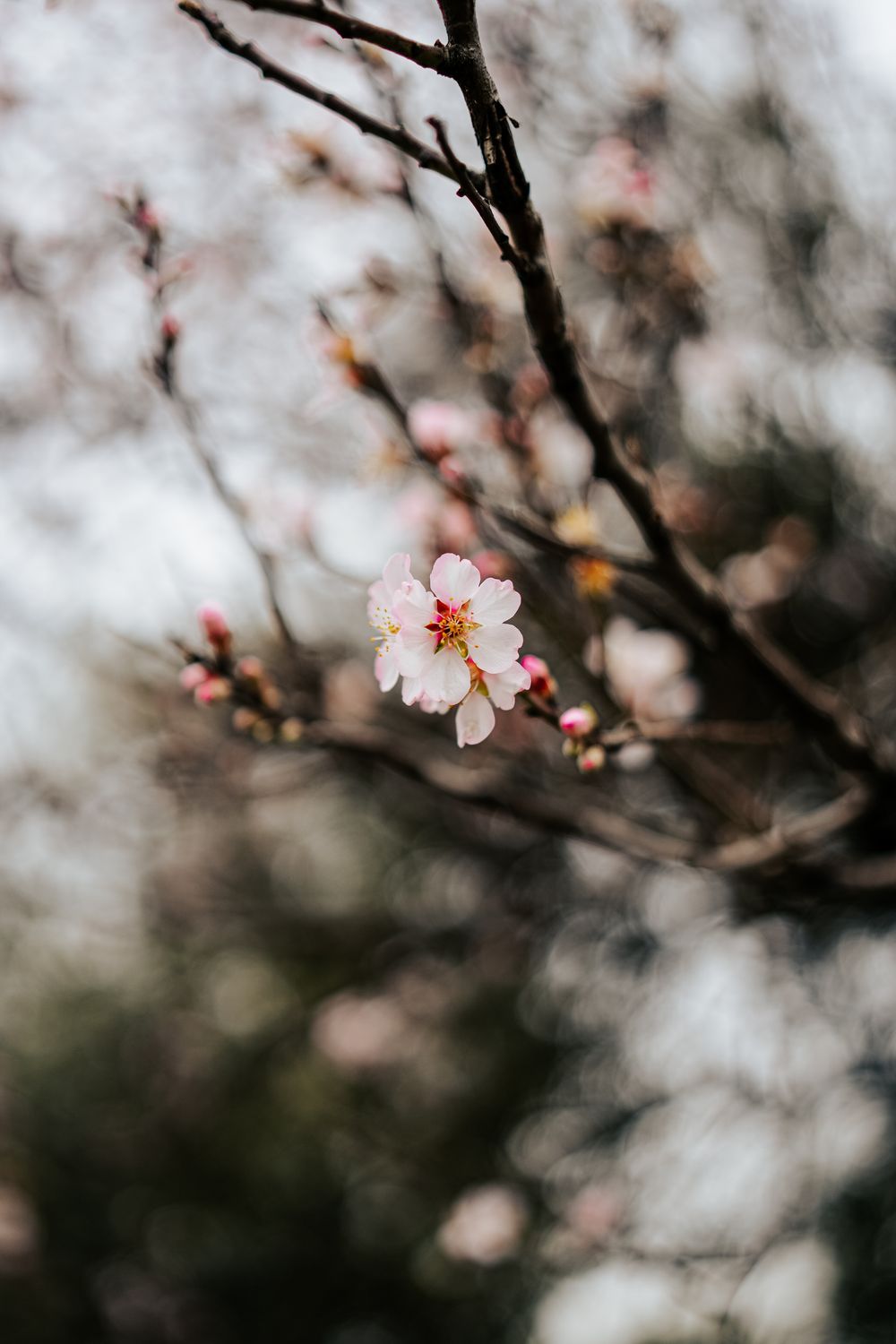 Blossoming Offspring Tree · Free Stock Photo