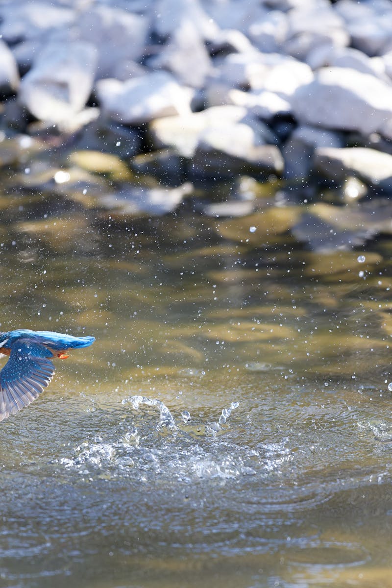 How To Become A Fly Fishing Pro