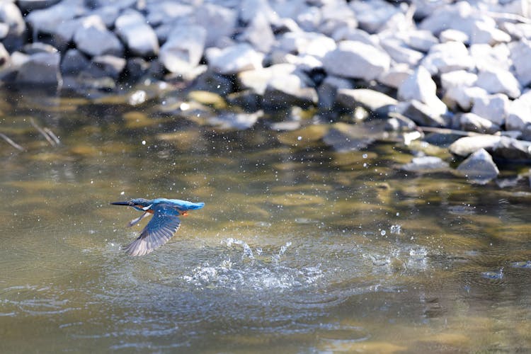 Kingfisher Catching A Fish