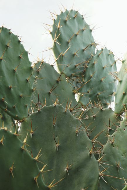 Sharp spiky green cactus close-up showing texture and growth.
