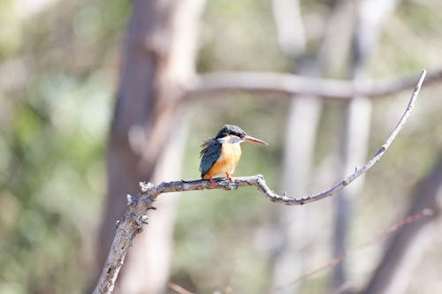 Kingfisher Bird Perching on a Bare Tree