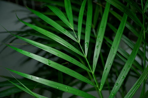 Gratis arkivbilde med Grønn plante, kontrast, naturlig