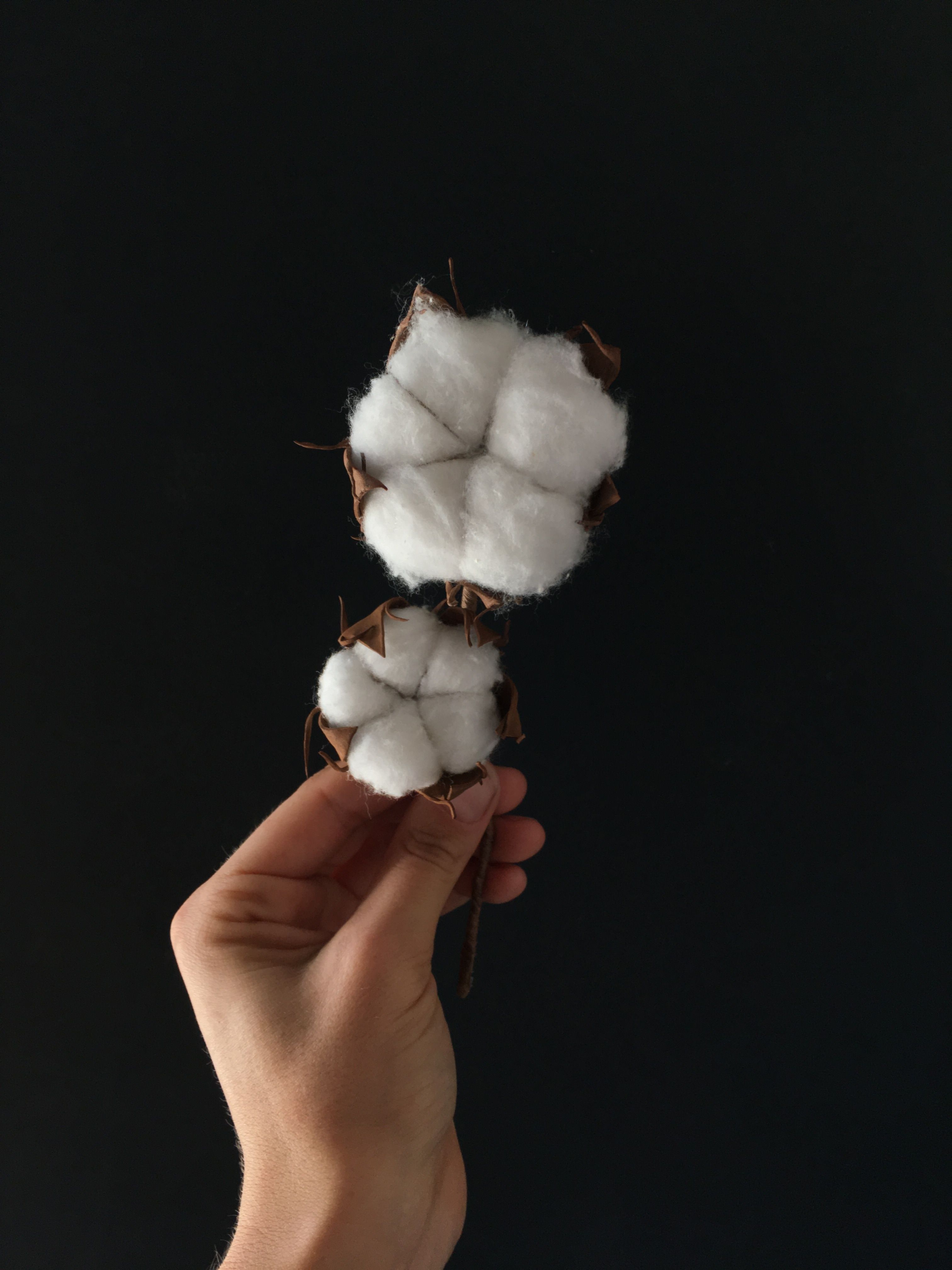 Close-up of a hand holding cotton bolls on a black background, showcasing natural textures.