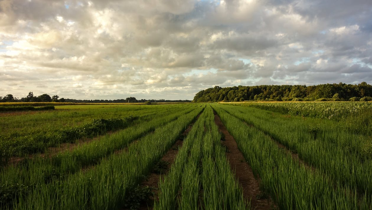 Green, Rural Field