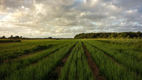 Free Explore a vast green field under a dramatic cloudy sky, showcasing rural tranquility and natural beauty. Stock Photo