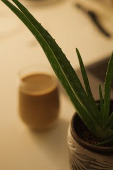 Aloe Vera Juice Drink