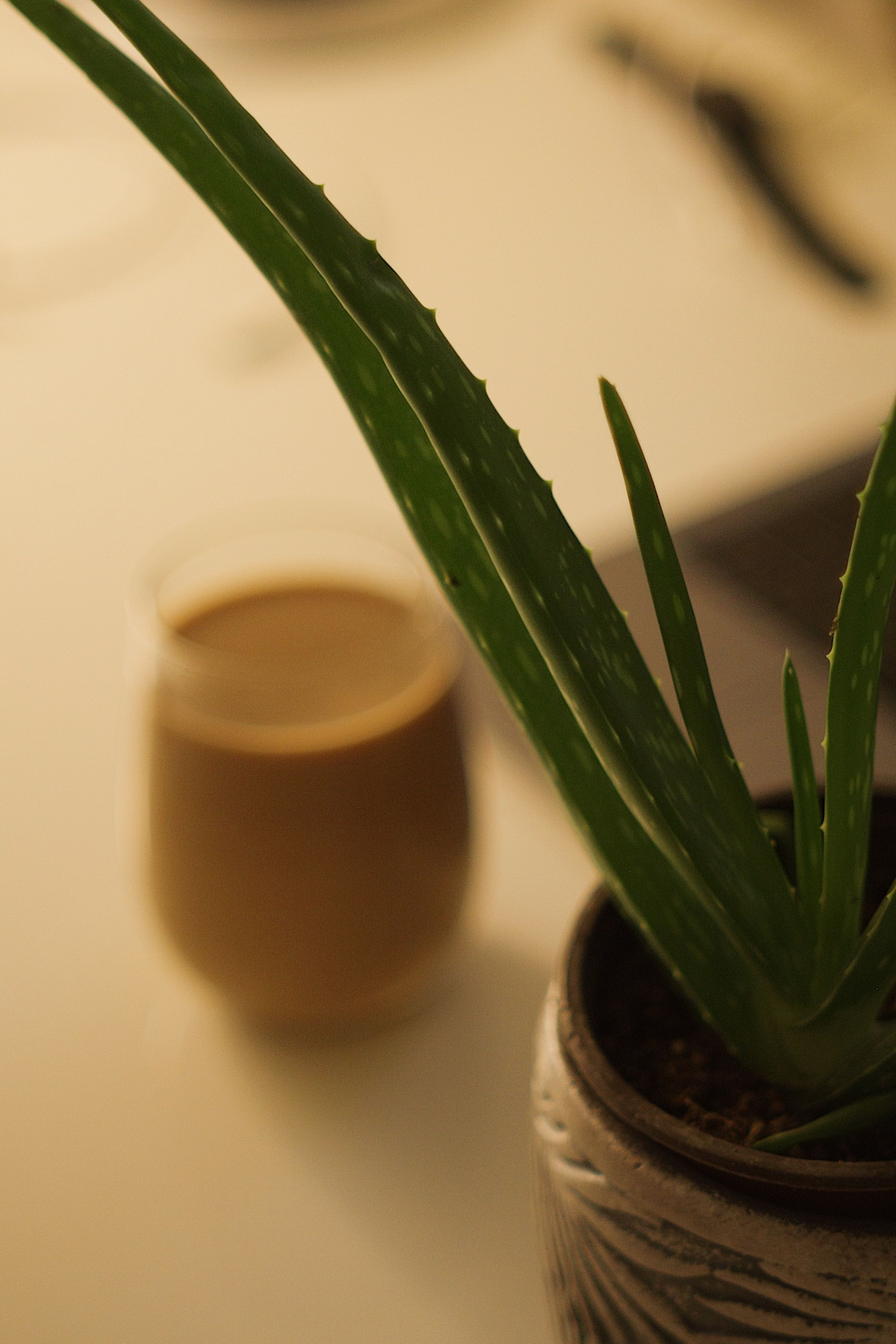 kissen aloe vera Kopfkissen Aloe Vera – YELLEY