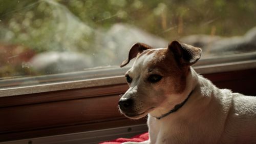 Free A Jack Russell Terrier enjoying the sunlight by a window, capturing a peaceful moment indoors. Stock Photo