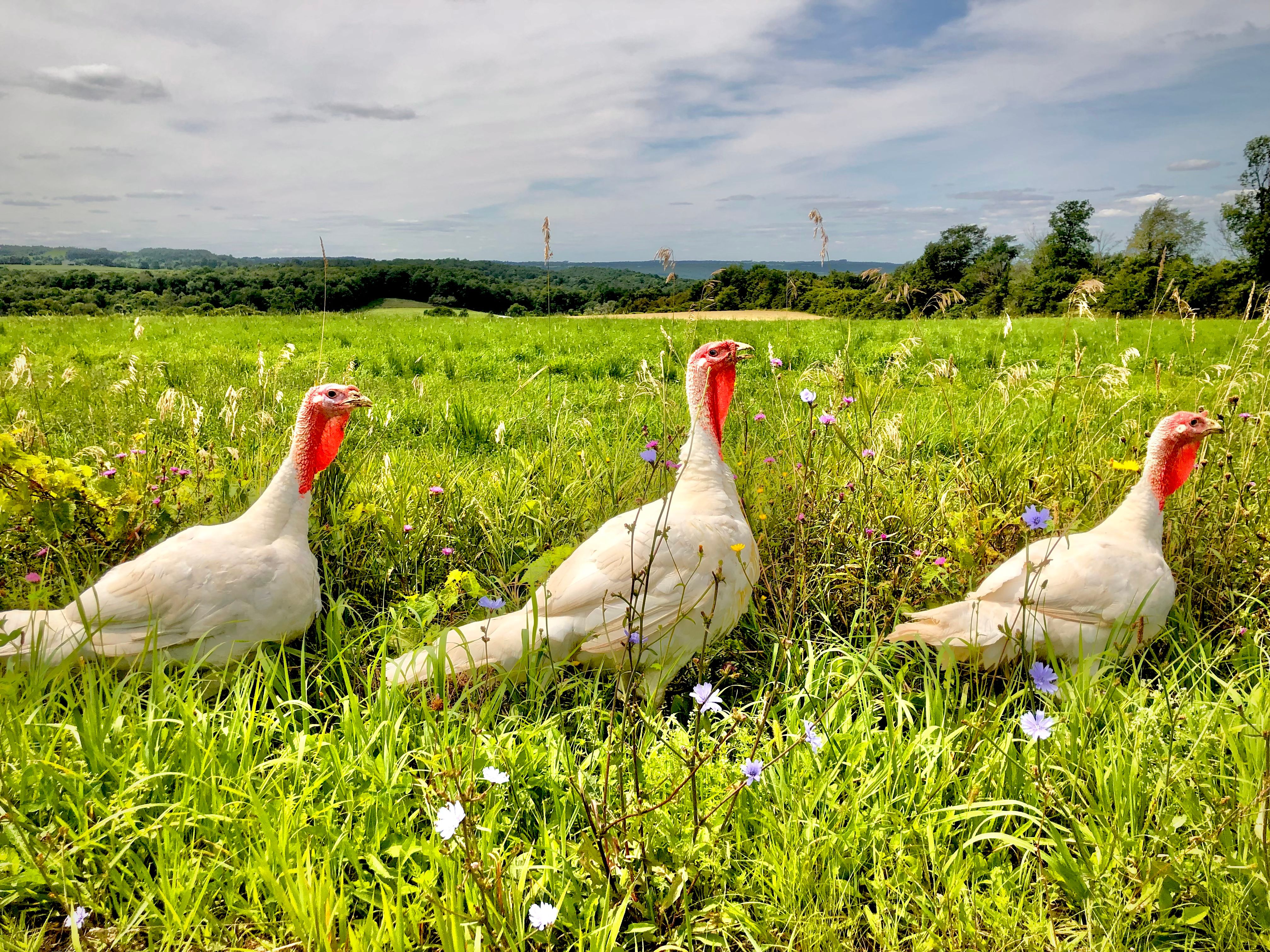 Three white turkeys standing in a field · Free Stock Photo