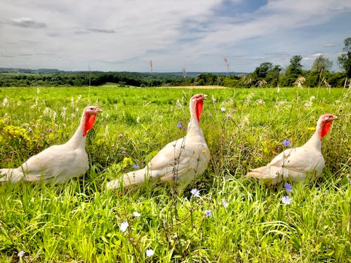 Free Turkeys on Pasture Stock Photo
