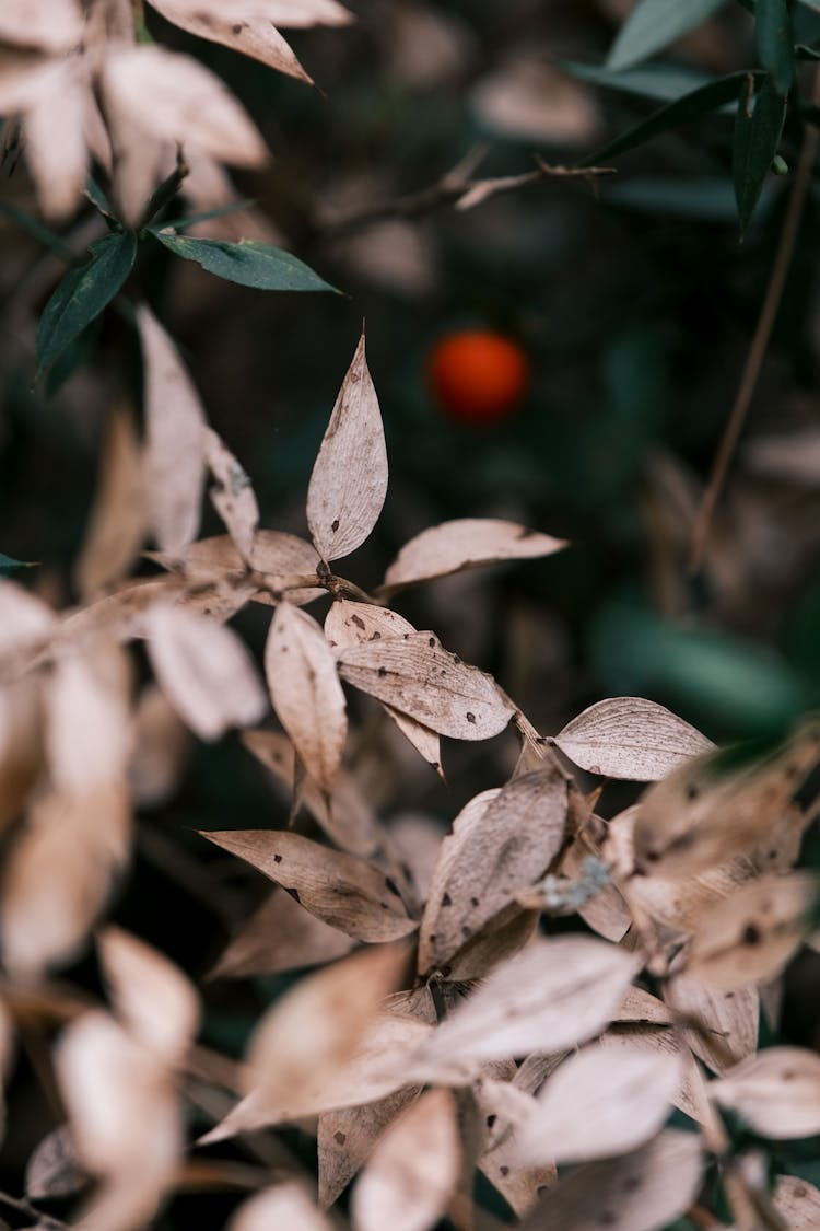 Closeup Of Dry Plant Leaves