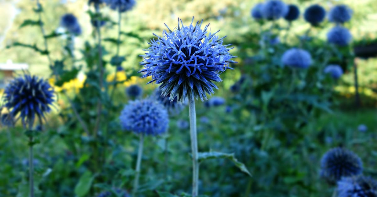 Free stock photo of blossom, blue, flower