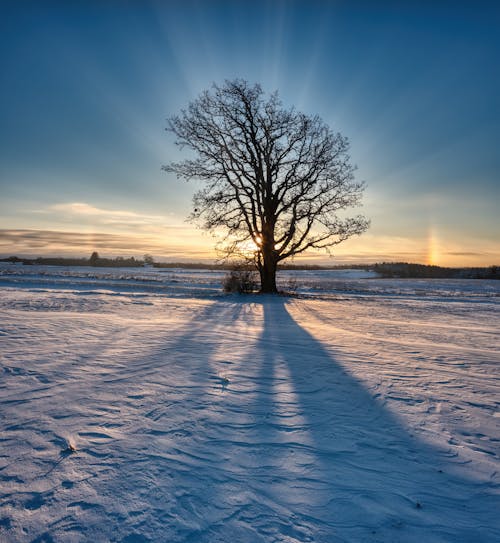 Free Tree on Winter Field Stock Photo