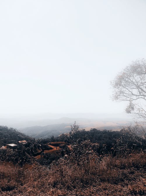 垂直拍摄, 景觀, 有霧的 的 免费素材图片