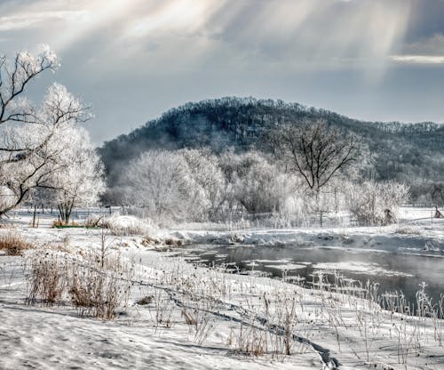 Бесплатное стоковое фото с lakeshore, деревья, зима