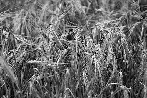 Free stock photo of ears of wheat