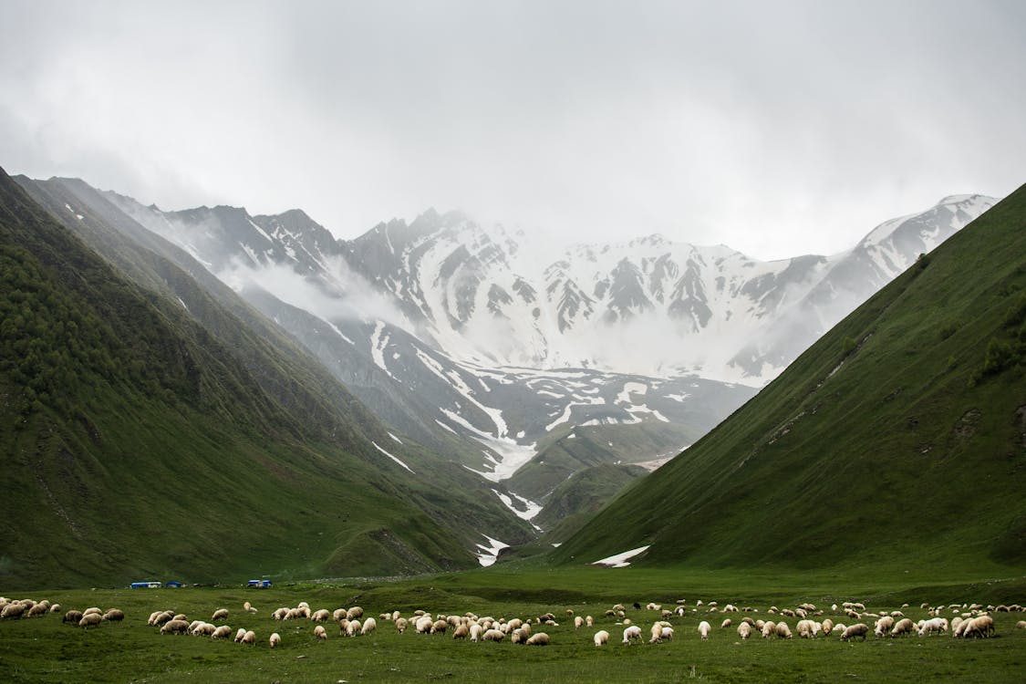 Herd of Animals on Grass Field Near Mountains