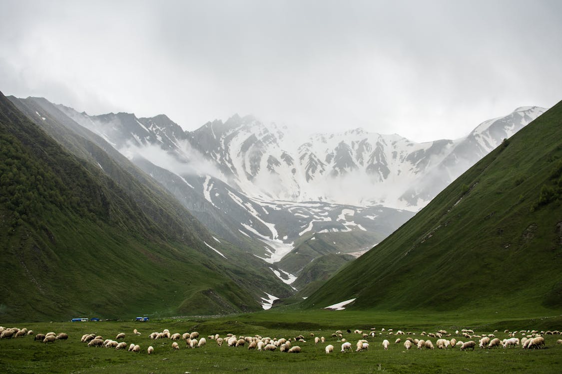Free Herd of Animals on Grass Field Near Mountains Stock Photo