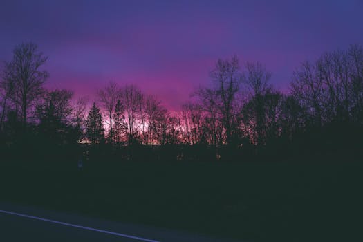 暮色宁静，紫粉色的天空映照着安静道路旁的树木