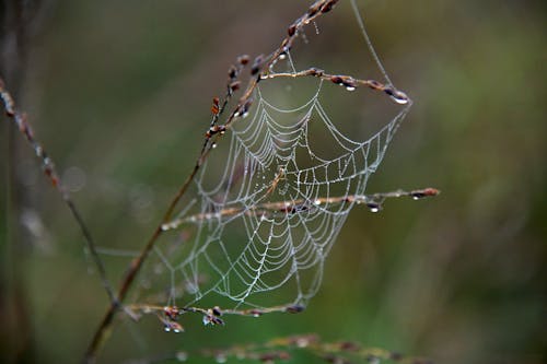 Free stock photo of spider web