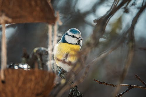 Foto profissional grátis de animal fofo, árvore, ave