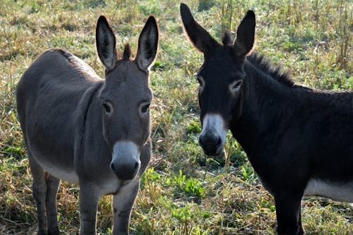 Free stock photo of donkeys