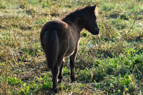 Free stock photo of donkey