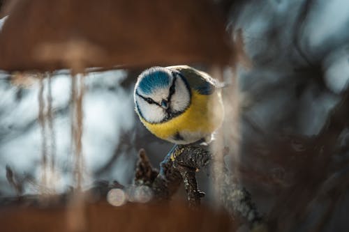 Eurasian Blue Tit Bird