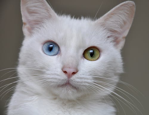 Free stock photo of cat, heterochromia, ilco