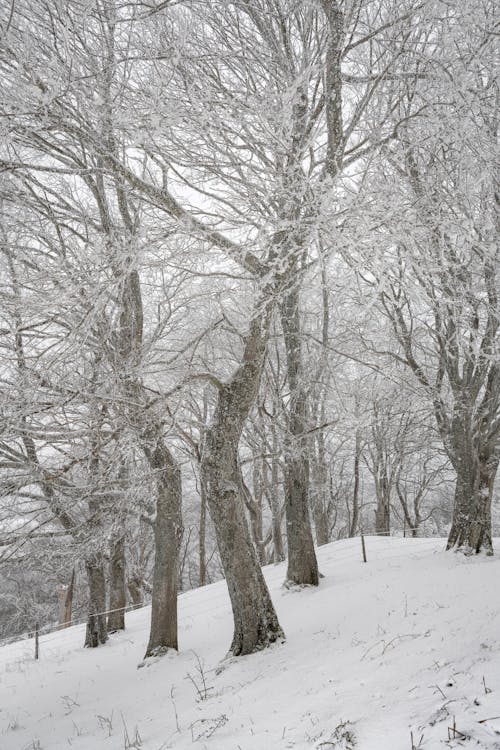 Gratis stockfoto met bomen, Bos, bossen