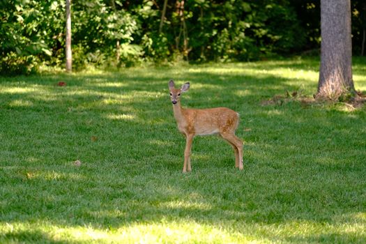 Captivating scene of a young deer standing in a lush green field during summertime.