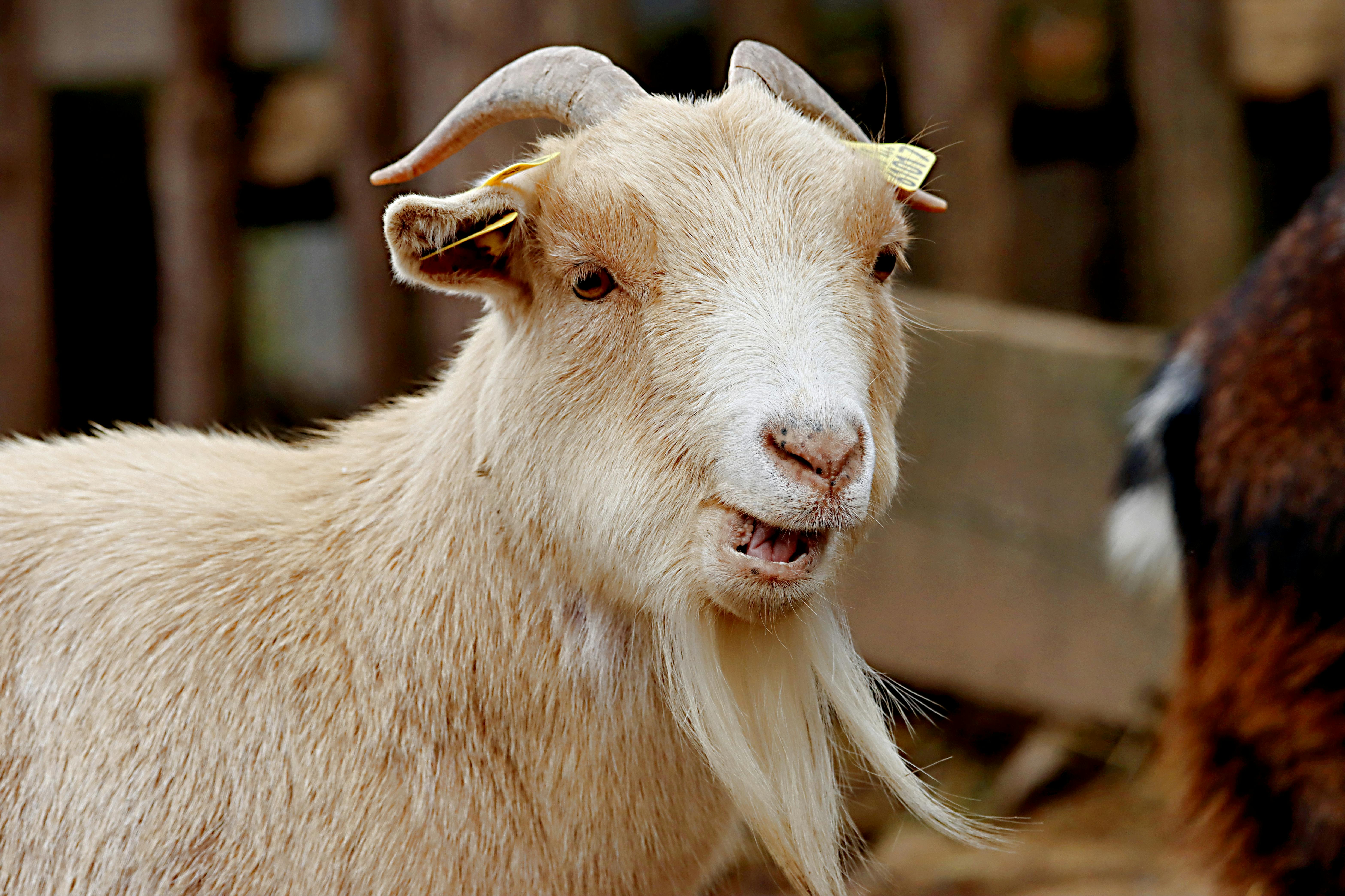 grátis Foto profissional grátis de @exterior, agrícola, agricultura Foto profissional