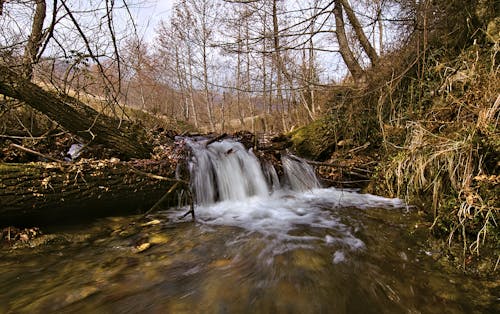 Kostenloses Stock Foto zu bäume, fließendes wasser, natur