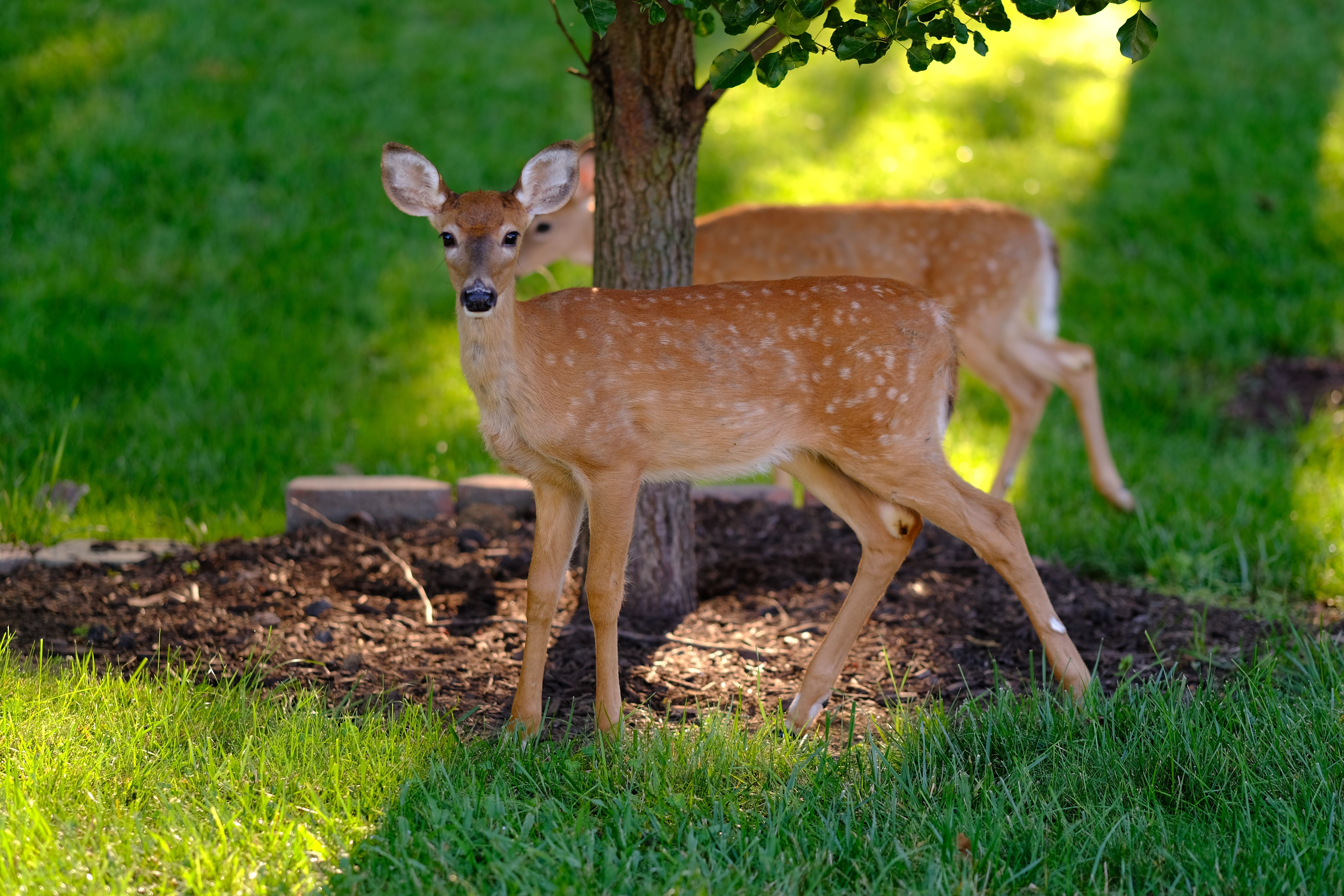fawns favorite food