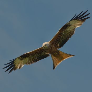 Red Kite over Windsor UK