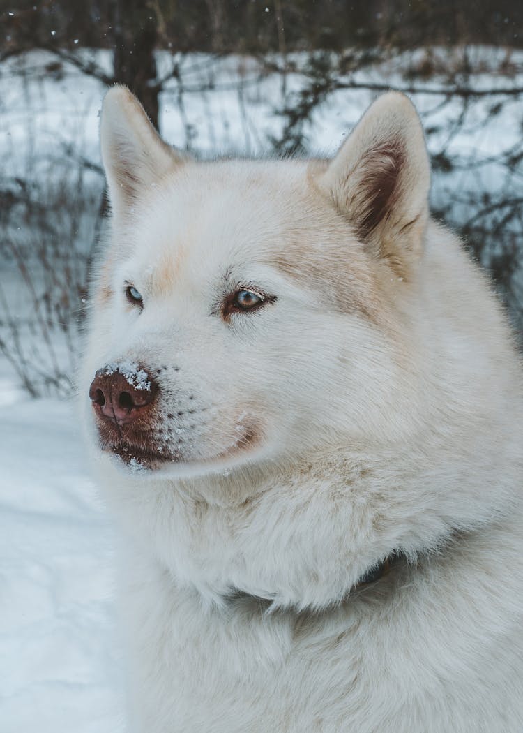 Dog Head In Winter