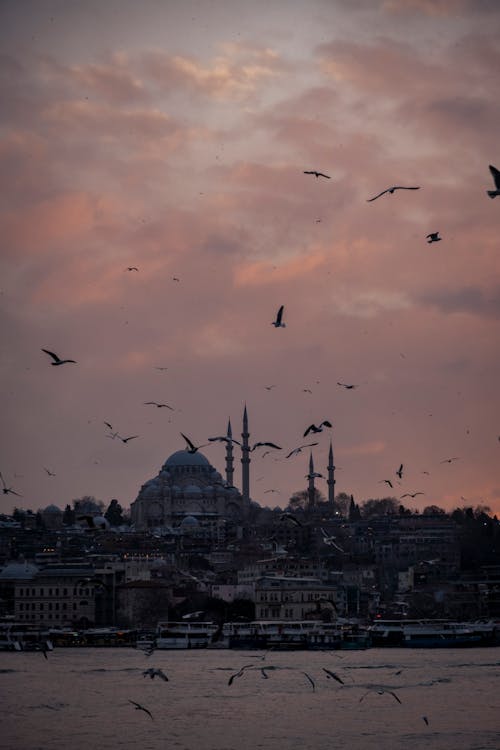 Gratis arkivbilde med bosphorus sundet, bygninger, fugler