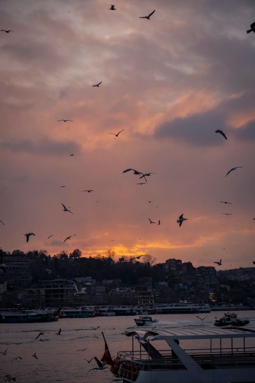 Free A serene harbor scene at sunset with seagulls flying over a cityscape, enhancing the twilight ambiance. Stock Photo
