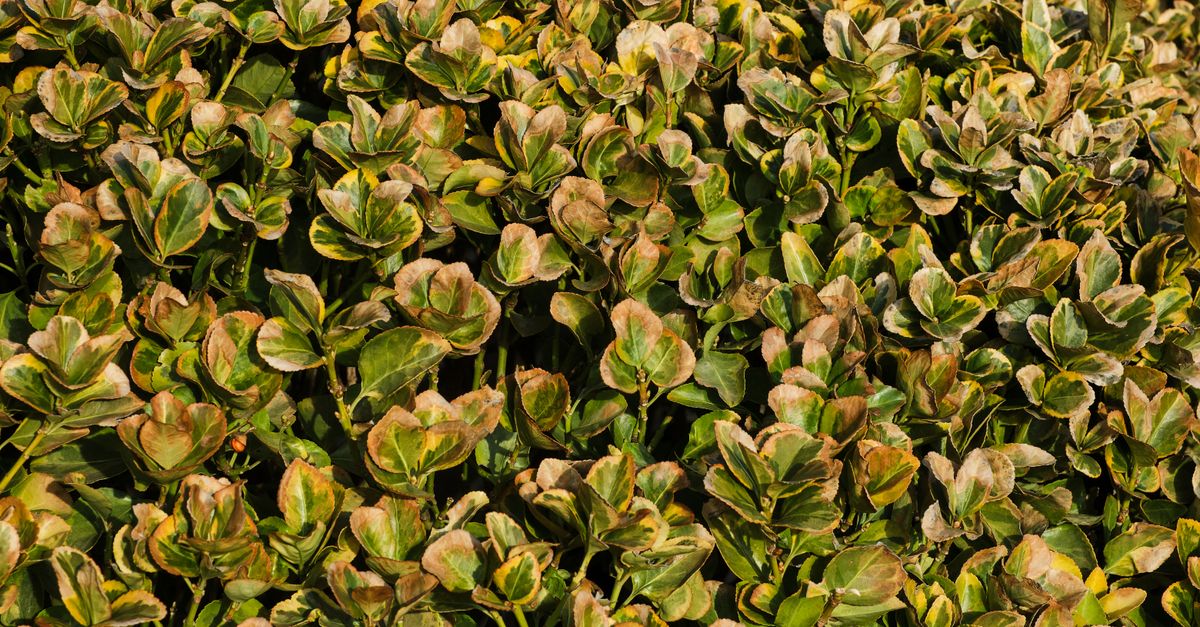 Arbuste : Guide Plantation et Entretien