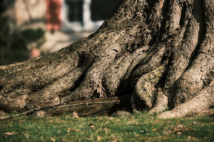 Close-up Of The Bottom Of A Large Tree Trunk 