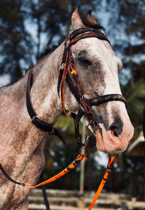 Free Close-up of a horse wearing a bridle outside, serene and calm. Stock Photo