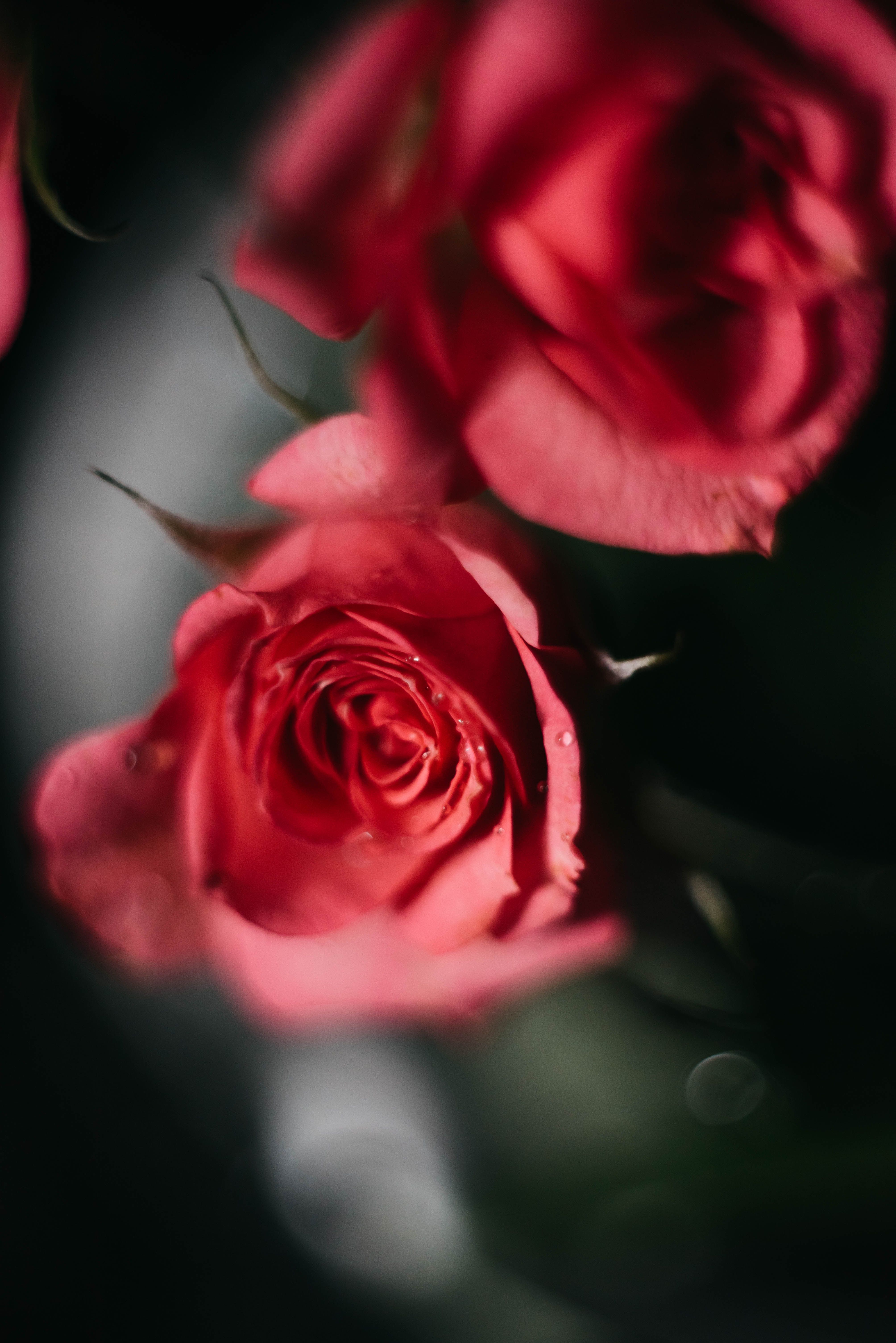 Close Up of Roses · Free Stock Photo