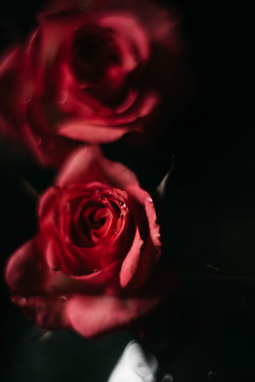 Close up of Red Roses