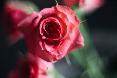 Close up of Rose