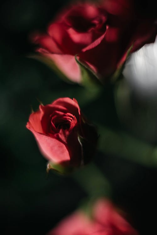 Blurred photo of Red Roses
