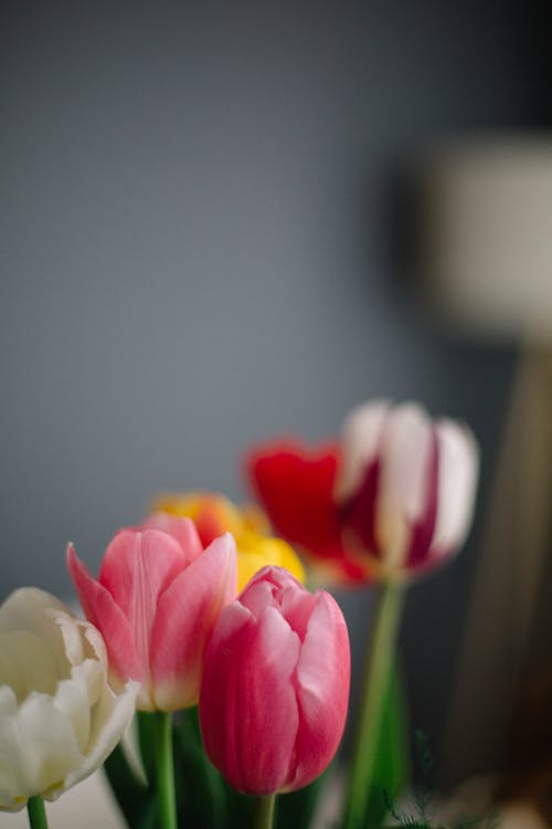 Tulips in Different Colours