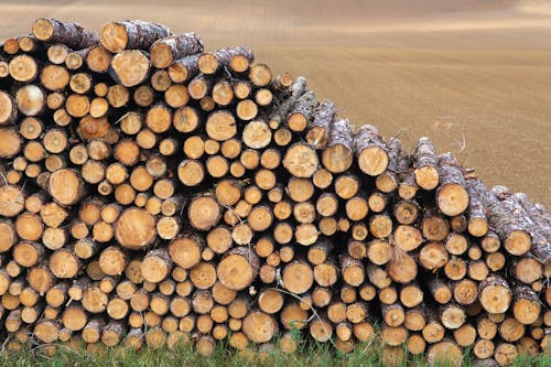 Wood Logs in Field