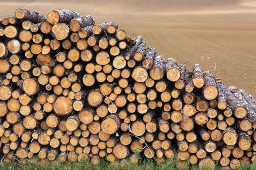 Free stock photo of bark, cut, field