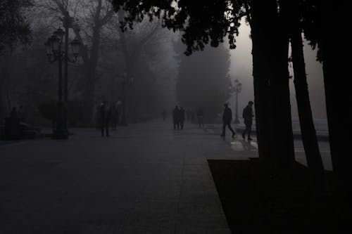 People on Alley in Park under Fog